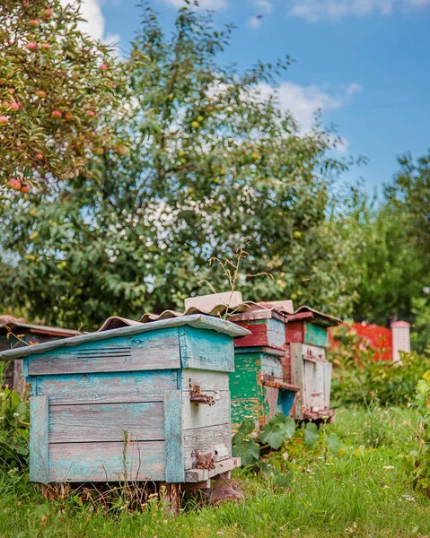 Group of wooden beehives in the garden. — Stock Photo, Image