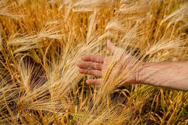 Фермер перевіряє колоски нерозрідженої пшениці рукою. Крупним планом колоски на пшеничному полі на тлі блакитного неба і білих хмар . — стокове фото