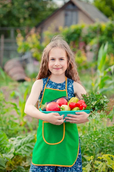 Gadis kecil yang lucu di kebun dengan tanaman sayuran matang. Gadis itu mengumpulkan tanaman tomat matang di taman. . — Stok Foto