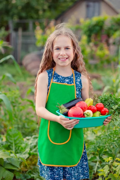 Gadis kecil yang lucu di kebun dengan tanaman sayuran matang. Gadis itu mengumpulkan tanaman tomat matang di taman. . — Stok Foto