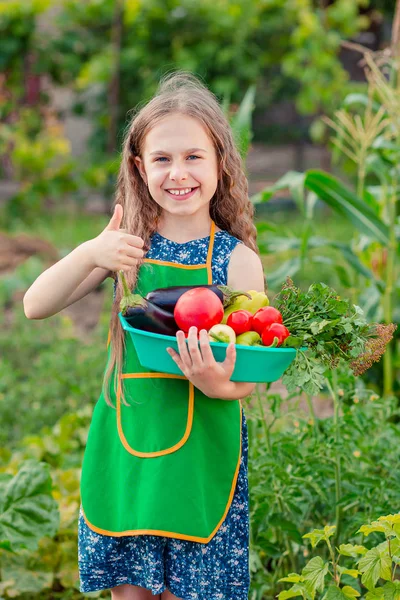 Gadis kecil yang lucu di kebun dengan tanaman sayuran matang. Gadis itu mengumpulkan tanaman tomat matang di taman. . — Stok Foto
