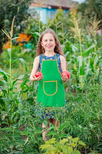 Gadis kecil yang lucu di taman dengan tomat merah matang. Seorang gadis mengumpulkan tanaman tomat matang di taman. . — Stok Foto