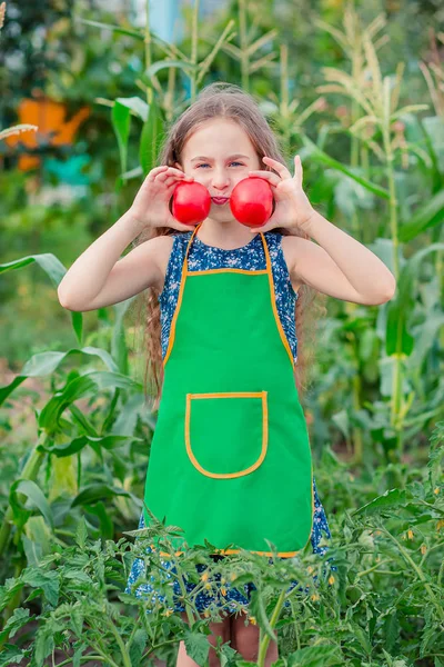 Gadis kecil yang lucu di taman dengan tomat merah matang. Seorang gadis mengumpulkan tanaman tomat matang di taman. . — Stok Foto