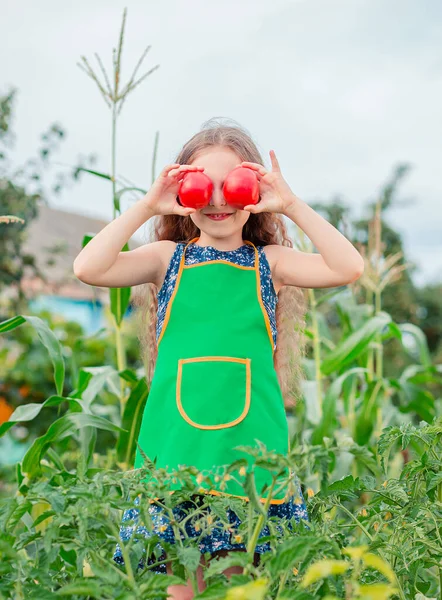 Gadis kecil yang lucu di taman dengan tomat merah matang. Seorang gadis mengumpulkan tanaman tomat matang di taman. . — Stok Foto