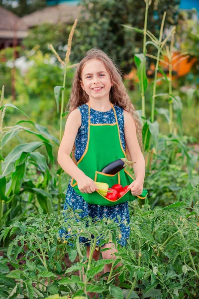 Cute little girl w ogrodzie z uprawy dojrzałych warzyw. Dziewczyna zbiera uprawy dojrzałych pomidorów w ogrodzie. — Zdjęcie stockowe