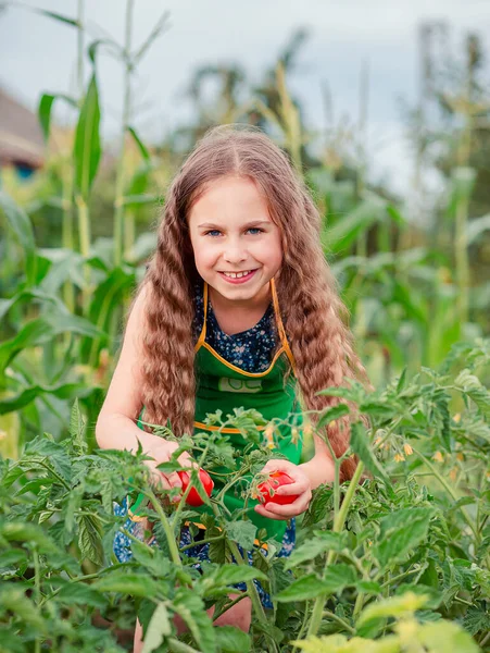 Gadis kecil yang lucu di taman dengan tomat merah matang. Seorang gadis mengumpulkan tanaman tomat matang di taman. . — Stok Foto