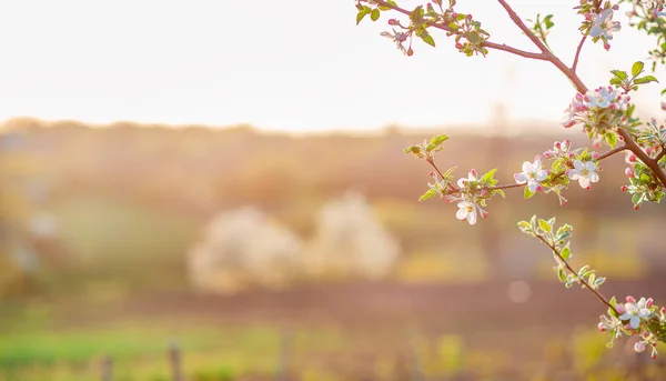 Närbild av blommande knoppar av äppelträd i trädgården. Blommande äppelträdgård i vårens solnedgång. — Stockfoto