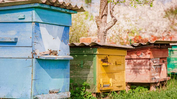 Bees on an old wooden beehive in a farm garden. . — Stock Photo, Image