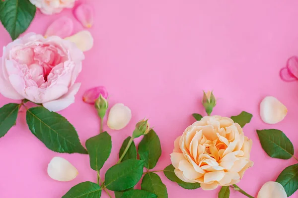 Primer plano de peonía rosa sobre fondo rosa . — Foto de Stock