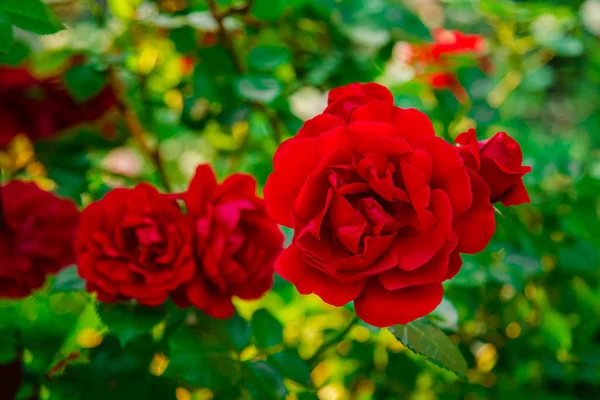 Gyönyörű rózsák a kertben, különböző virágfajták nőnek. Közel egy gyönyörű virághoz.. — Stock Fotó