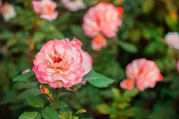 Hermosas rosas en el jardín, cultivando diferentes variedades de flores. Primer plano de una hermosa flor . — Foto de Stock
