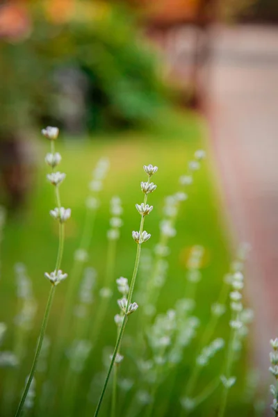 Fält med unga lavendel blommor i blom. — Stockfoto