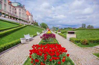 Red and yellow tulips in park. Colorfull tulips festival in botanic park.
