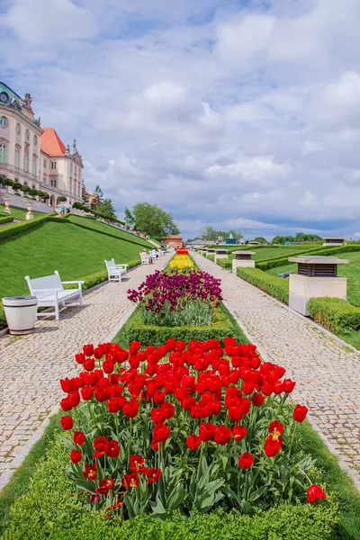 Червоні і жовті тюльпани в парку. Фестиваль барвистих тюльпанів в ботанічному парку . — стокове фото
