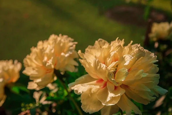 Arbustos hermosas peonías en el jardín. Día soleado en el jardín . — Foto de Stock