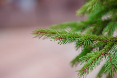 Colorado mavi ladini yeni bahar büyümesi ve çam kozalakları ile açık fotokopi alanını kapatır. Mavi iğneli mavi ladin balığı Picea pungens. Yakın plan parlak altın sarısı çekimler. Tasarım için doğa konsepti. Mesajın için yer aç. Seçici odaklanma. Noel ortaklığı