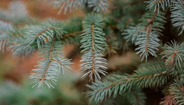 Colorado Blue Spruce Close Framing Open Copy Space New Spring — Stock Photo, Image