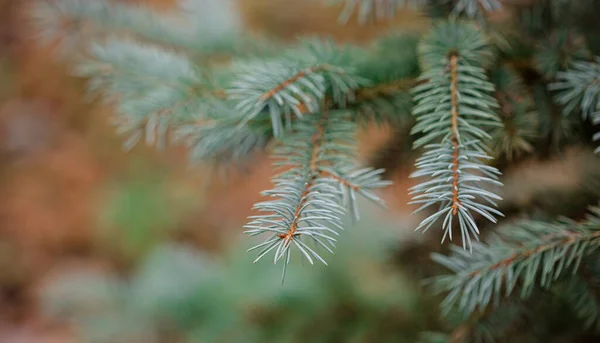 Colorado Blue Spruce Close Framing Open Copy Space New Spring — Stock Photo, Image