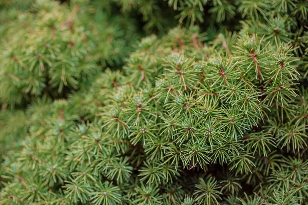 Picea Abies Tompa Fechar Enquadrando Espaço Cópia Aberta Com Novo — Fotografia de Stock