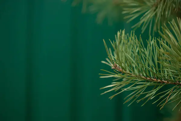 Abeto Verde Fecha Emoldurando Espaço Aberto Cópia Com Crescimento Novo — Fotografia de Stock