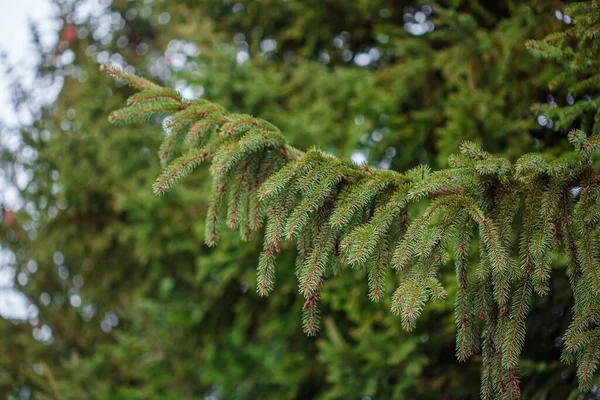 Green Spruce Close Framing Open Copy Space New Spring Growth — Stock Photo, Image