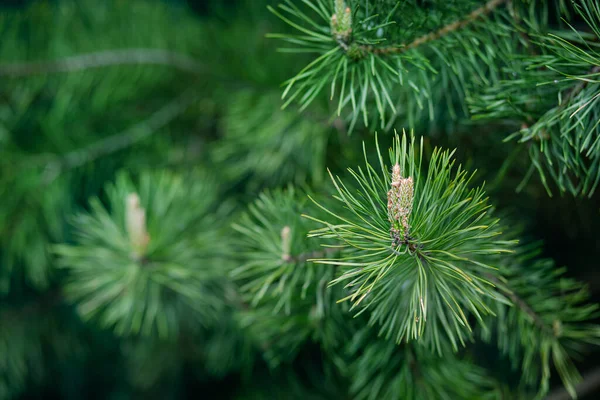 Green Spruce Close Framing Open Copy Space New Spring Growth — Stock Photo, Image