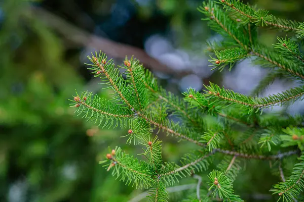 Abeto Verde Fecha Emoldurando Espaço Aberto Cópia Com Crescimento Novo — Fotografia de Stock