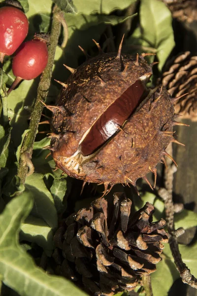 Kastanje in de herfst in zijn schelp licht opengebarsten — Stockfoto