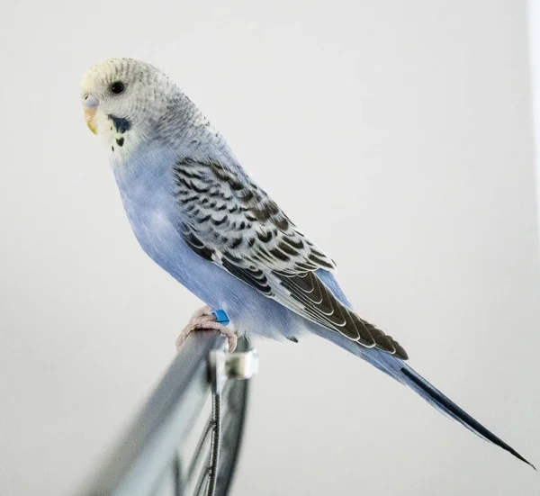 Budgie blu si siede da solo sulla gabbia — Foto Stock