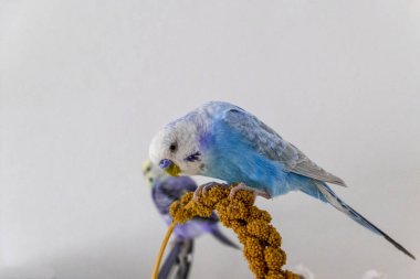 Mavi muhabbet kuşu darı pompası yiyor