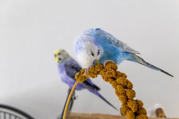Blauw budgie eet gierstzuiger — Stockfoto
