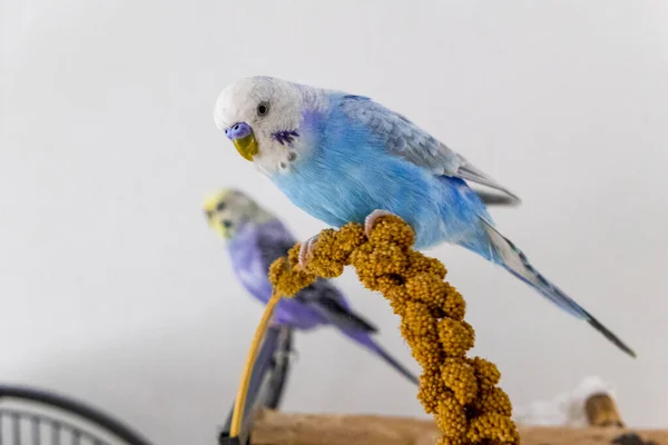 Periquito azul come émbolo de mijo — Foto de Stock