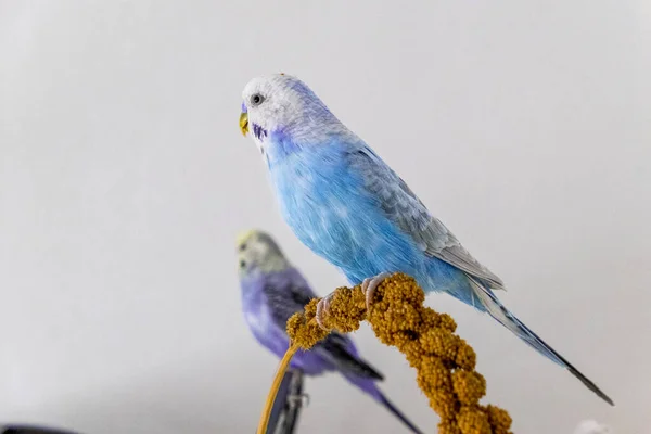 Periquito azul come émbolo de mijo — Foto de Stock