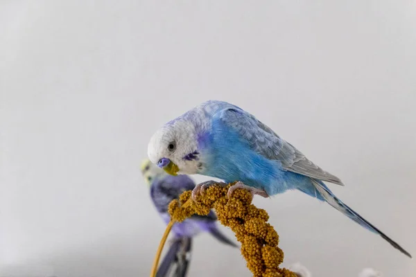 Голубой попугай ест просо-вантуз — стоковое фото