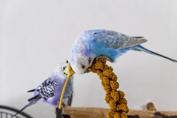 Budgie azul come êmbolo de painço — Fotografia de Stock