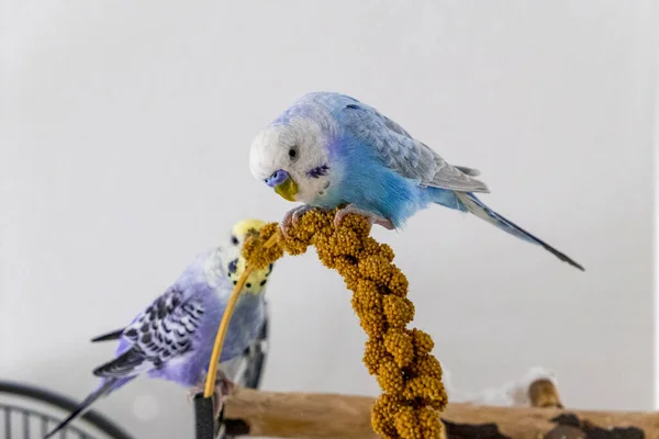 Μπλε budgie τρώει το έμβολο κεχρί — Φωτογραφία Αρχείου
