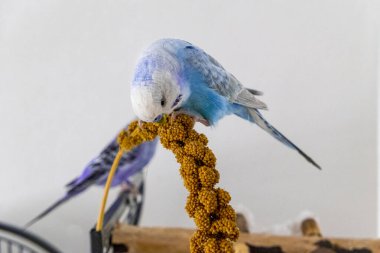 Mavi muhabbet kuşu darı pompası yiyor