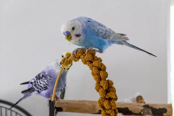 Kék papagáj köles dugattyút eszik — Stock Fotó