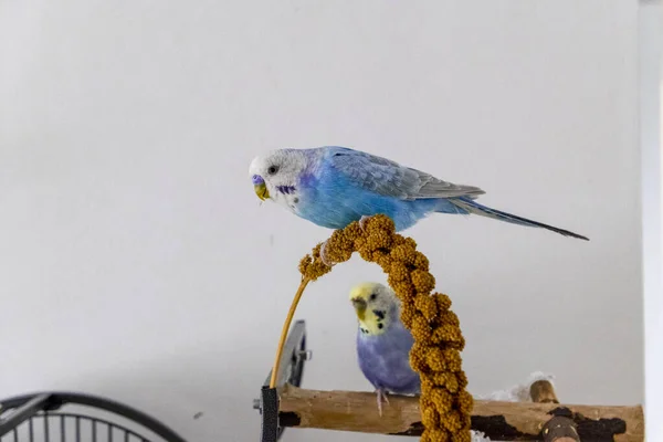 Blu budgie mangia miglio stantuffo — Foto Stock