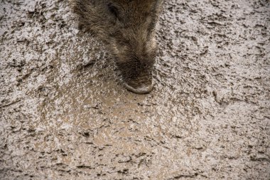 Yaban domuzu bagajı çamurda yiyecek arıyor.