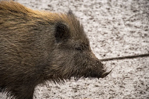 Babi hutan dengan telinga lucu melihat ke kamera — Stok Foto