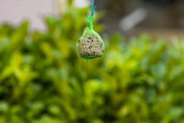 Maïsknoedels in de tuin aan de boom voor een kersenlaurierheg — Stockfoto