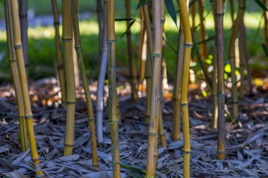 Aşağıdaki bir bahçede bambu
