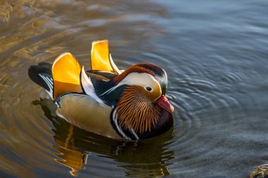 Dişi ördek renkli suda yüzüyor.