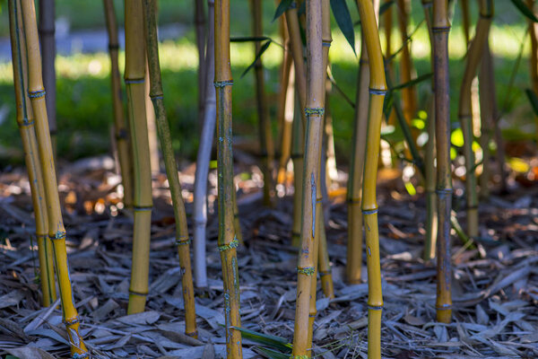 Bamboo in a garden from below