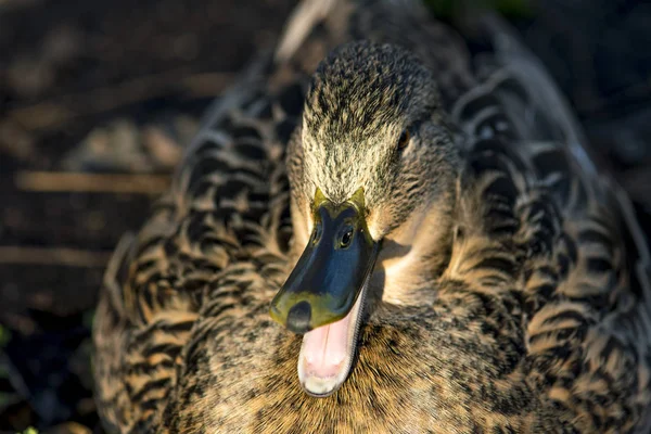 Mallard females laughing in the sun — Stock Photo, Image