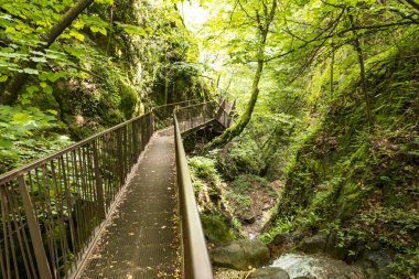Ormandaki vadide uzun bir köprü.