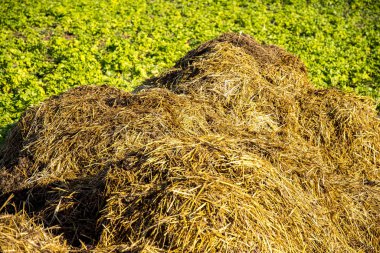 Bu arada, leş gibi kokan gübre.