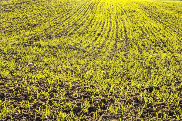 Seme invernale appena piantato su un campo — Foto Stock