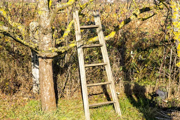 Leiter am Obstbaum für die Ernte — Stockfoto